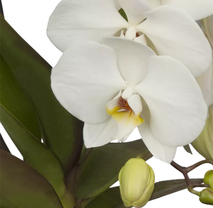 Schmetterlingsorchidee 'Formidablo'