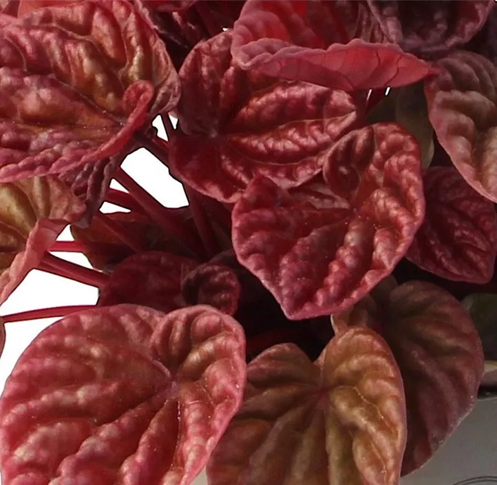 Zwergpfeffer 'Quito'