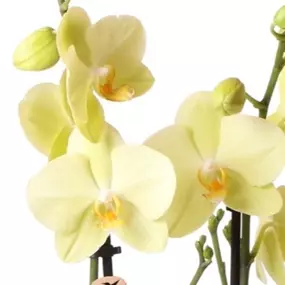 Phalaenopsis Hybride Kolibri gelb