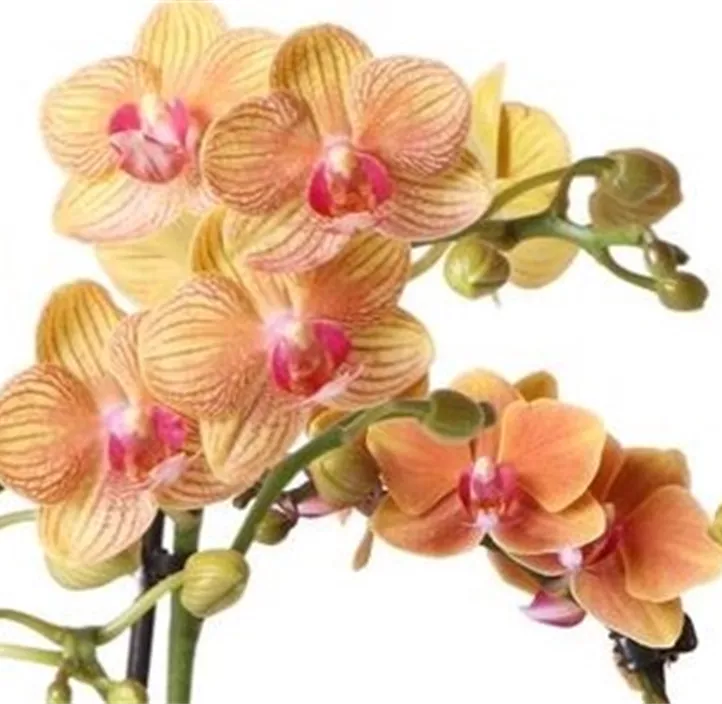 Schmetterlingsorchidee 'Kolibri'