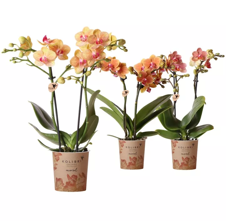 Schmetterlingsorchidee 'Kolibri'