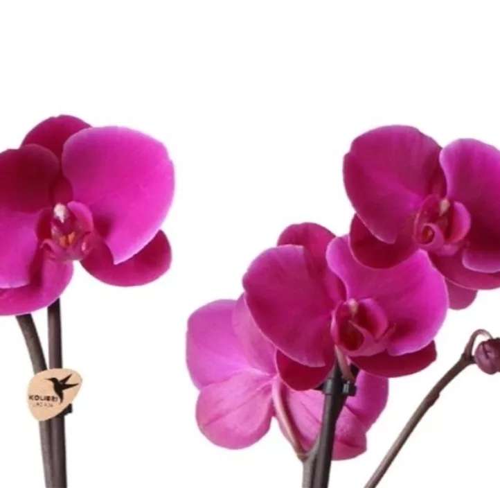 Schmetterlingsorchidee 'Kolibri'