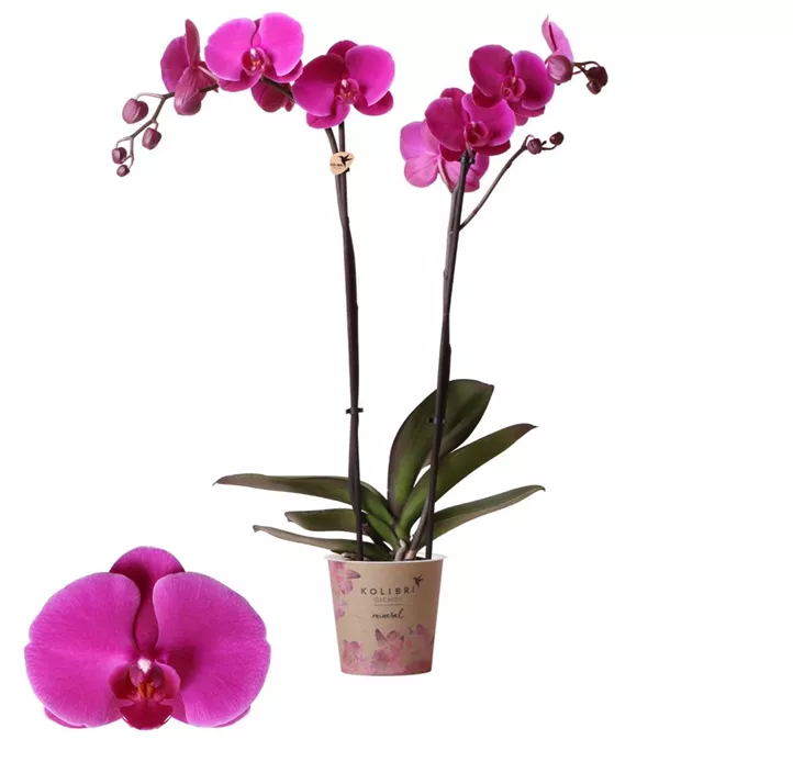 Schmetterlingsorchidee 'Kolibri'