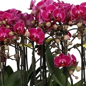 Phalaenopsis hybride Morelia