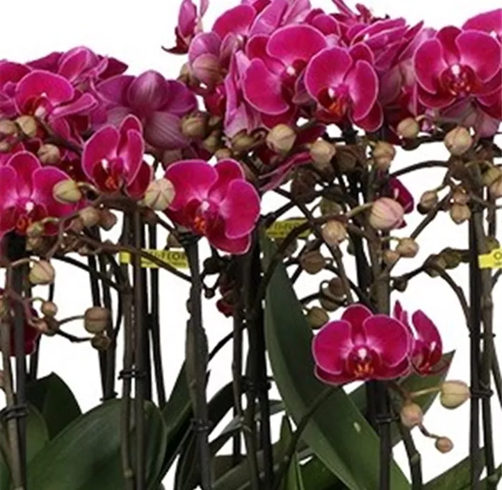 Schmetterlingsorchidee 