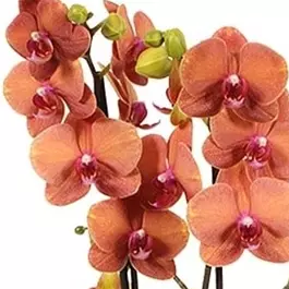 Phalaenopsis Hybride Surf Song