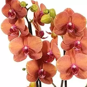 Phalaenopsis Hybride Surf Song
