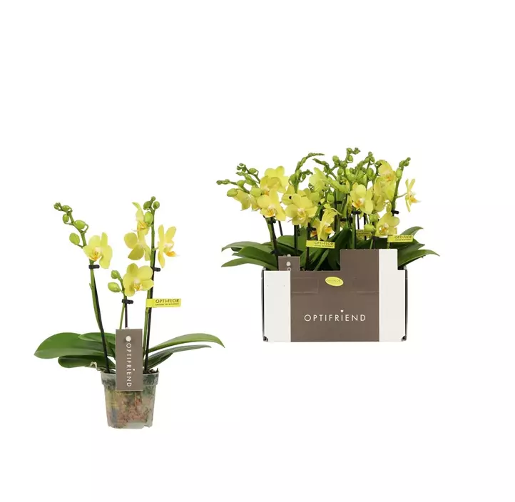 Schmetterlingsorchidee 'Vayenne'