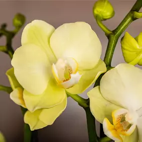 Phalaenopsis Hybride Vayenne