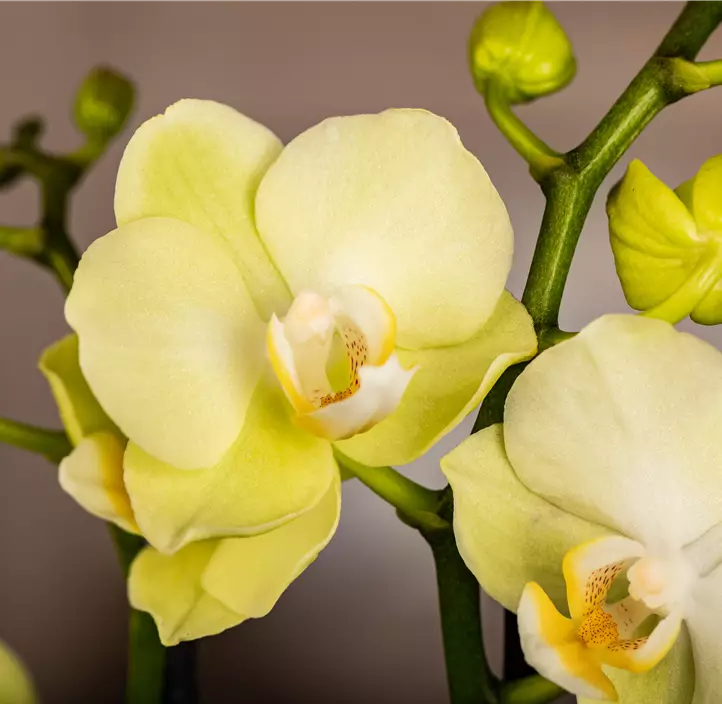 Schmetterlingsorchidee 'Vayenne'