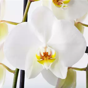 Phalaenopsis hybride weiß