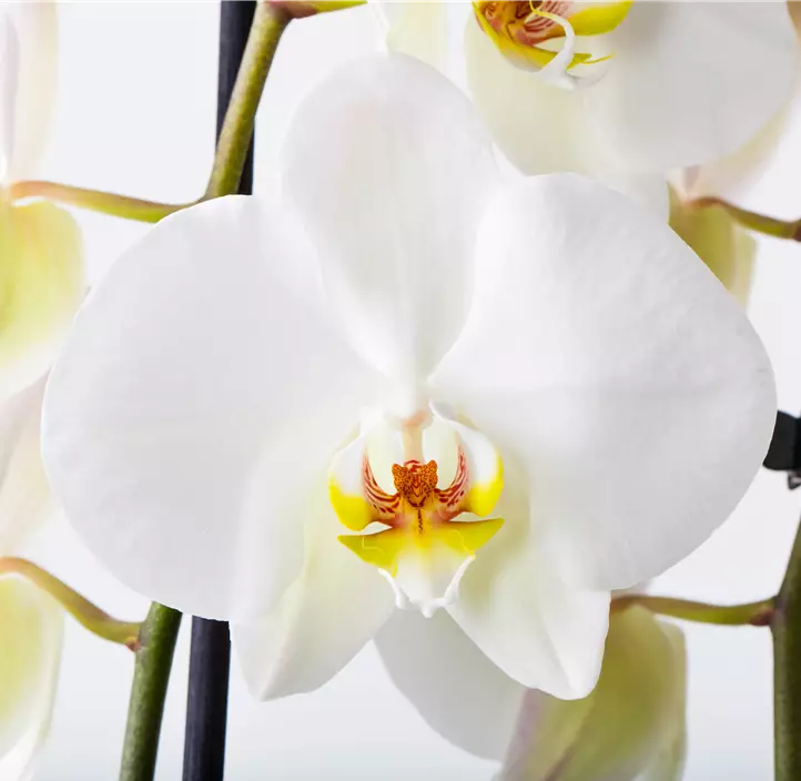 Schmetterlingsorchidee