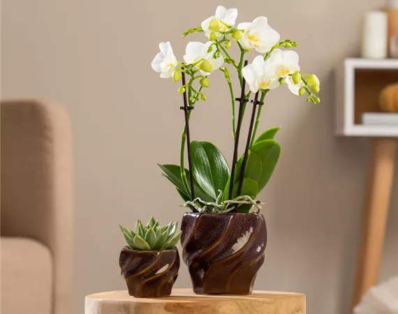 drei rispige weiße Orchideen im Wohnzimmer