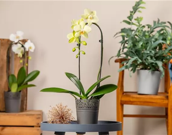 zwei rispige gelbe Orchidee im Wohnzimmer