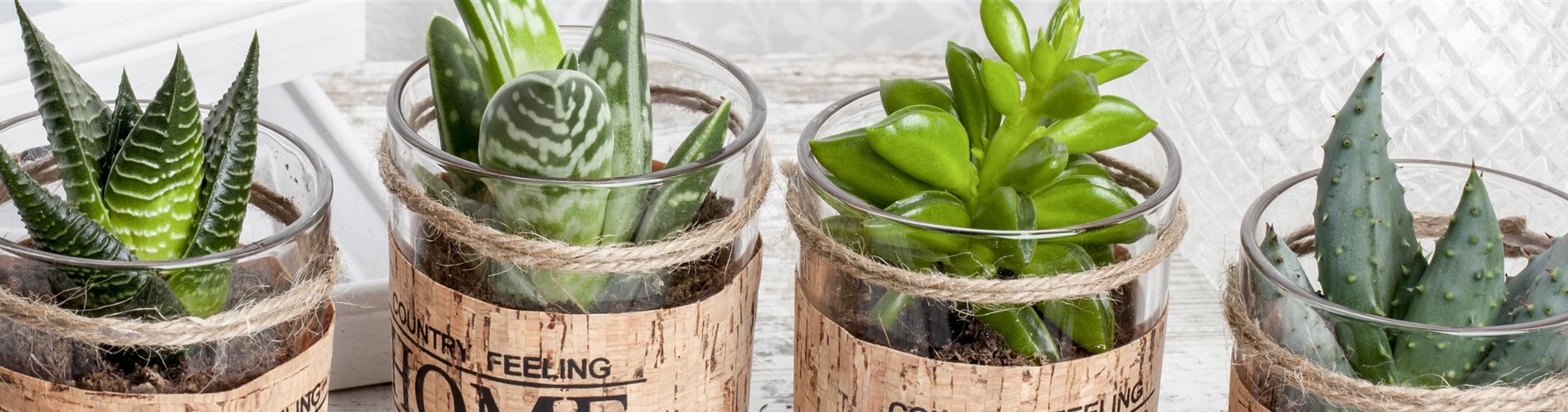 GS514108_Sukkulenten_-0-1101-5616-1203