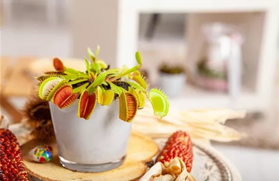 GS653751_Dionaea muscipula_.jpg