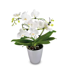 Phalaenopsis Balanz Mix