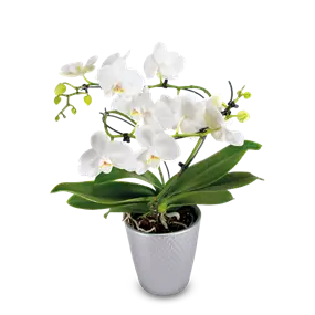 Phalaenopsis Balanz Mix