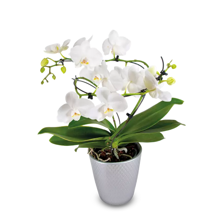 Schmetterlingsorchidee