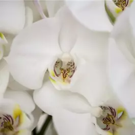 Phalaenopsis Balanz Mix
