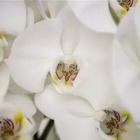Phalaenopsis Balanz Mix