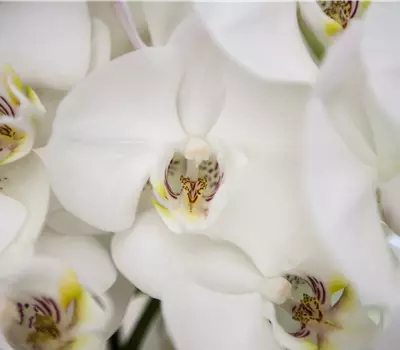 Phalaenopsis Balanz Mix