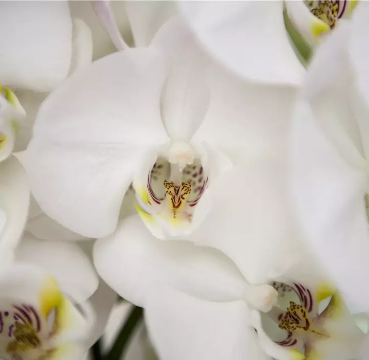 Schmetterlingsorchidee