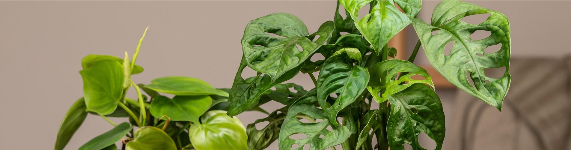 GS650574_Monstera adansonii Monkey Leaf_-0-609-6146-1317