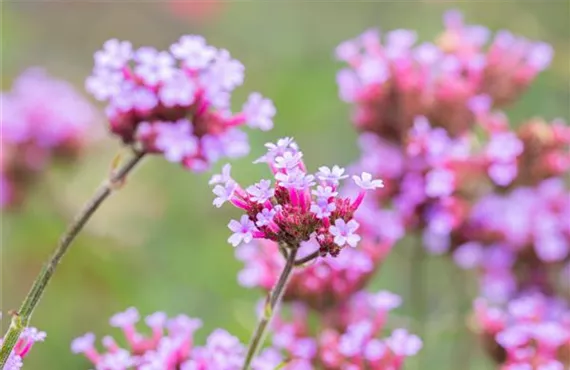 Eisenkraut in pink-rosa im Garten