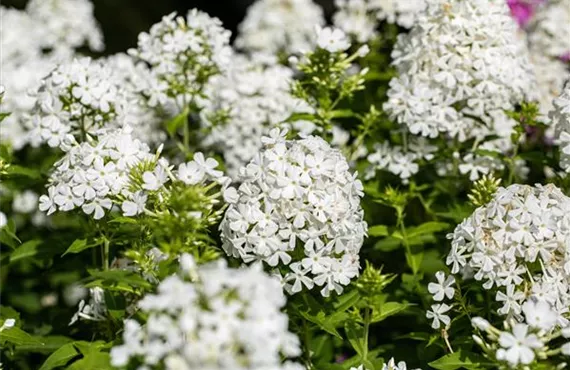 Weiße Staudenphlox im Garten