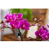 bellaflora Gartencenter GmbH