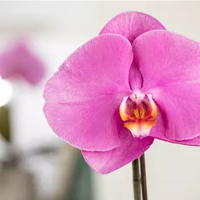 Phalaenopsis Singolo & Co