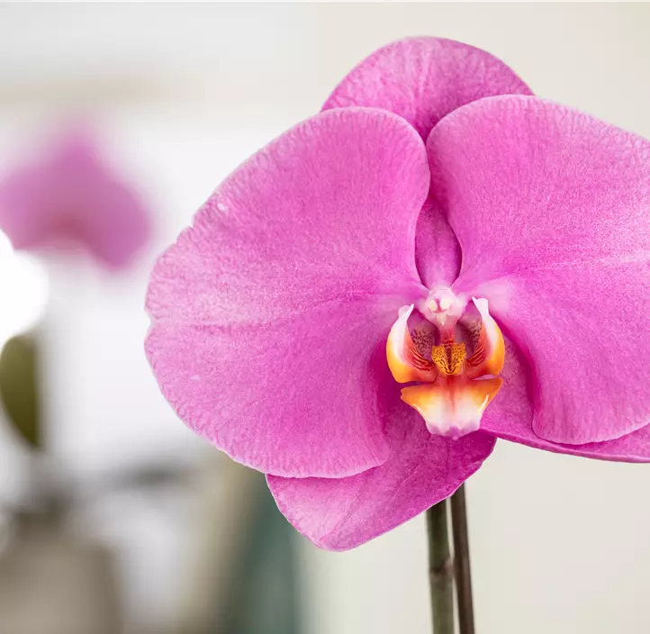 Schmetterlingsorchidee 'Singolo®'