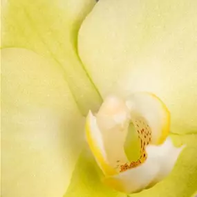 Phalaenopsis Singolo Lemon