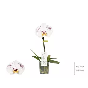 Phalaenopsis Singolo Owari