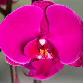 Phalaenopsis Singolo Shima