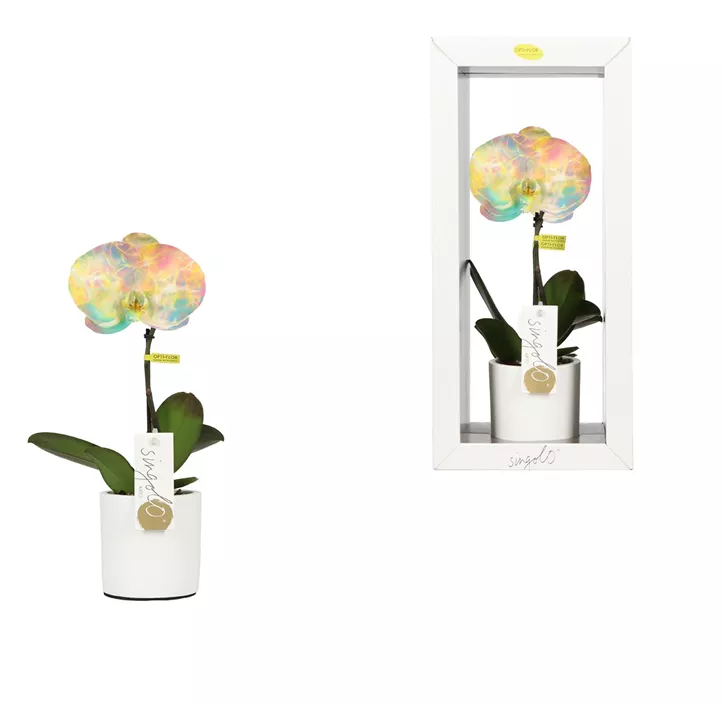 Schmetterlingsorchidee 'Singolo Arto Limited '24'