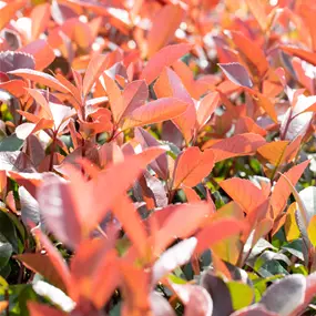 Photinia fraseri 'Red Robin' (Lieferartikel)