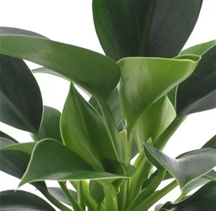 Philodendron 'Green Princess'