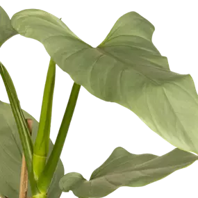 Philodendron Silver Queen
