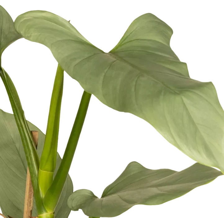 Philodendron 'Silver Queen'