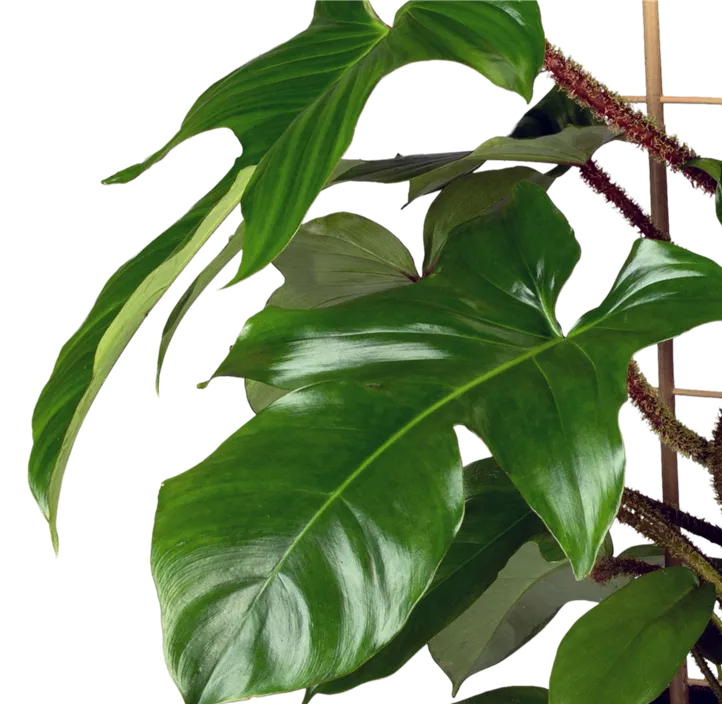 Philodendron