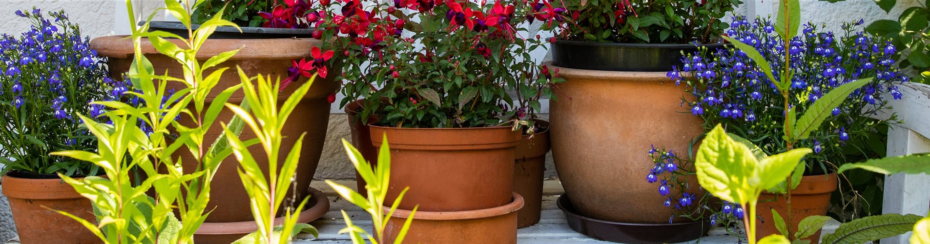 Gartenbank mit Pflanzen