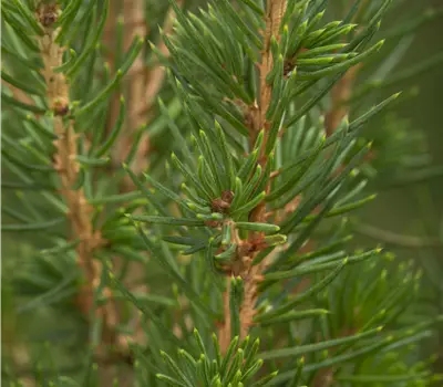 Picea glauca Conica