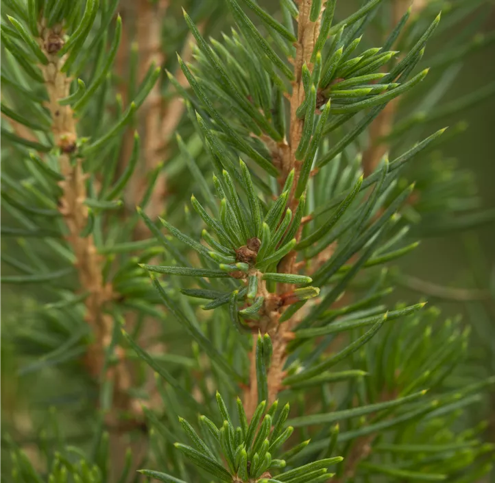 Zuckerhut-Fichte 'Conica'