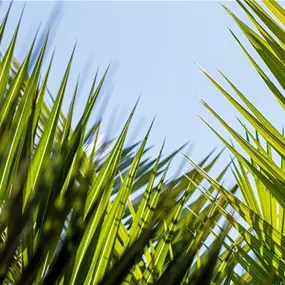 Phönix canariensis in Terra Cotta