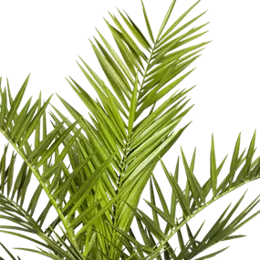 Phönix roebelini Sizilien