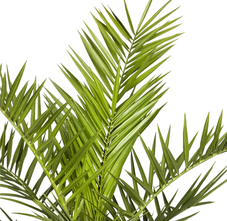 Zwerg-Dattelpalme Sizilien