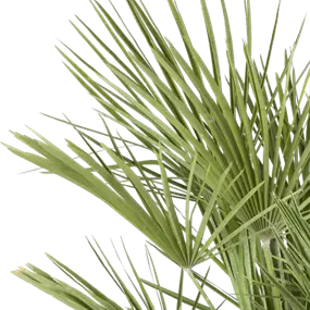 Phönix roebelini Tuff