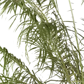 Phönix roebelinii Stamm